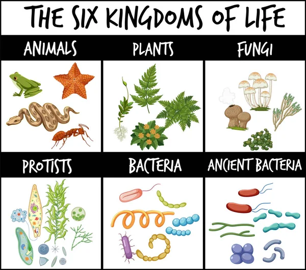 Zes Koninkrijken Van Het Leven Illustratie — Stockvector