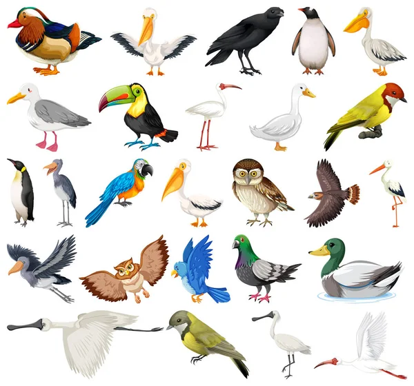 Различные Виды Иллюстраций Коллекций Птиц — стоковый вектор