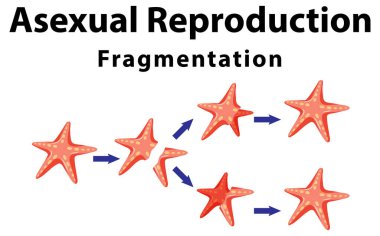 Asexual reproduction fragmentation with starfish illustration clipart
