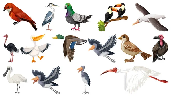 Diferentes Tipos Ilustración Colección Aves — Vector de stock