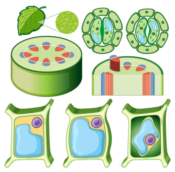 Zbiór Różnych Ilustracji Komórek Roślinnych — Wektor stockowy