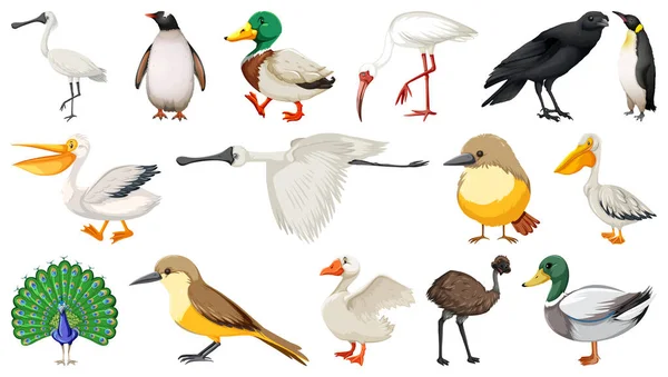 Verschillende Soorten Vogels Verzamelen Illustratie — Stockvector