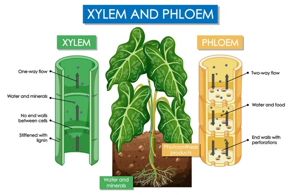 Xylem Phloem Növényi Illusztrációt Bemutató Diagram — Stock Vector