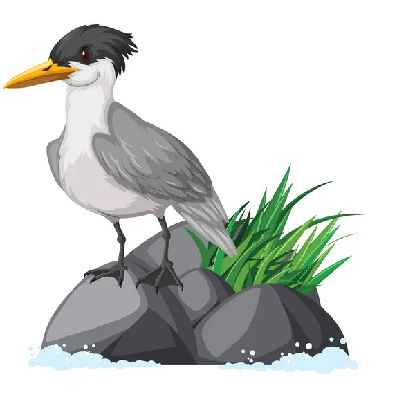 Tern Crested Sobre Ilustração Rocha —  Vetores de Stock