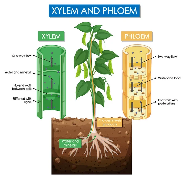 Schema Van Illustratie Van Xylem Phloem Plant — Stockvector