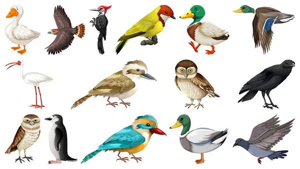 Diferentes Tipos Aves Coleção Ilustração —  Vetores de Stock