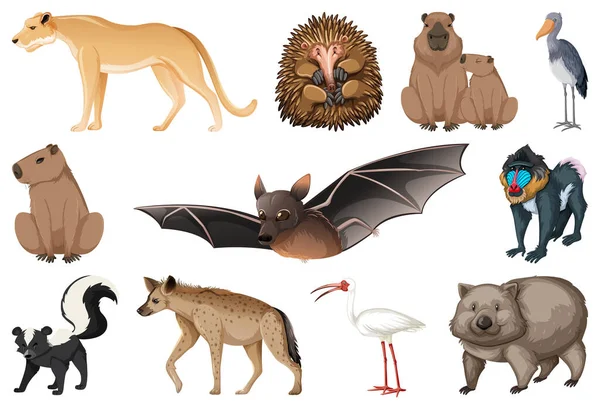Σύνολο Διαφορετικών Ειδών Ζώων Εικονογράφηση — Διανυσματικό Αρχείο