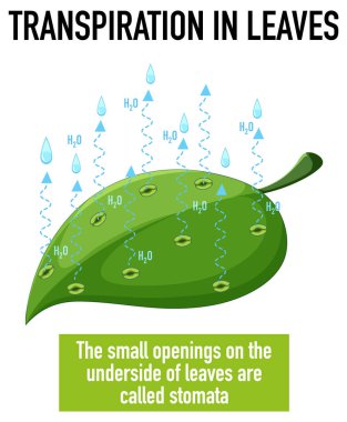 Yapraklardaki aktarımlı bilim konsepti