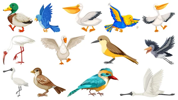 Olika Typer Fåglar Samling Illustration — Stock vektor