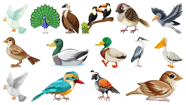 Farklı Kuş Türleri Resim Koleksiyonu — Stok Vektör