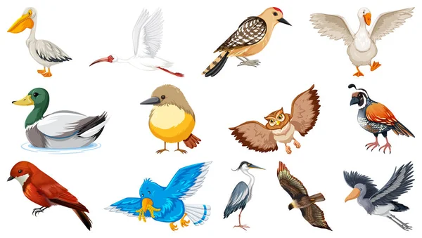 不同种类的鸟类收集图解 — 图库矢量图片