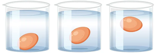 Eksperimen Sains Dengan Tes Telur Untuk Ilustrasi Kesegaran - Stok Vektor