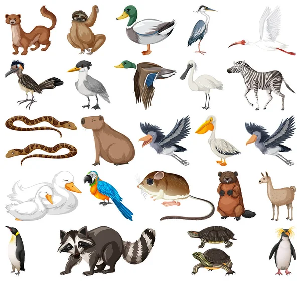 Différents Types Illustration Collection Animaux — Image vectorielle