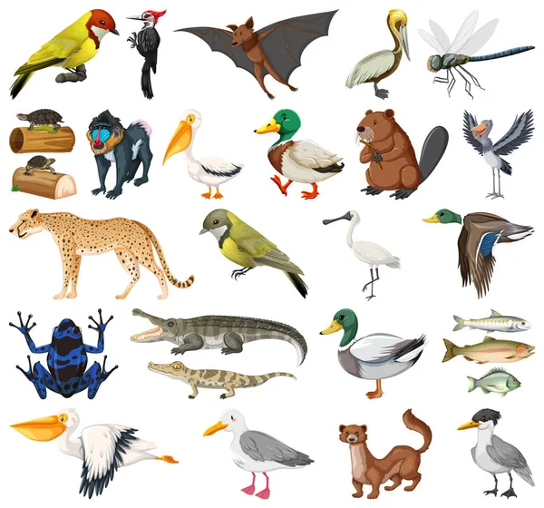 Different Kinds Animals Collection Illustration — Stock Vector