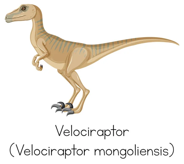 Wordcard Para Ilustração Velociraptor — Vetor de Stock