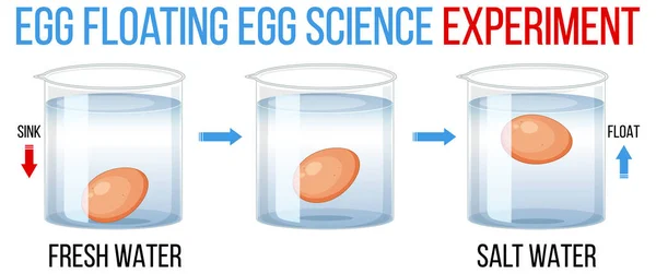 Науковий Експеримент Яйцями Ілюстрації Свіжості — стоковий вектор