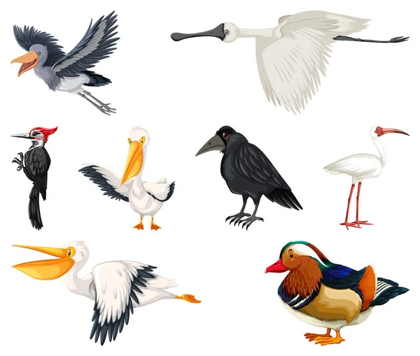 Diferentes Tipos Aves Coleção Ilustração — Vetor de Stock