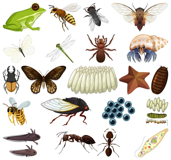 Olika Typer Insekter Och Djur Vit Bakgrund Illustration — Stock vektor