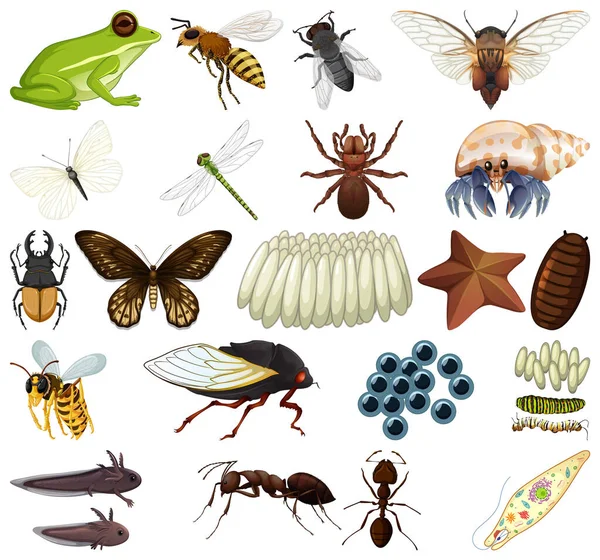 Different kinds of insects and animals on white background illustration