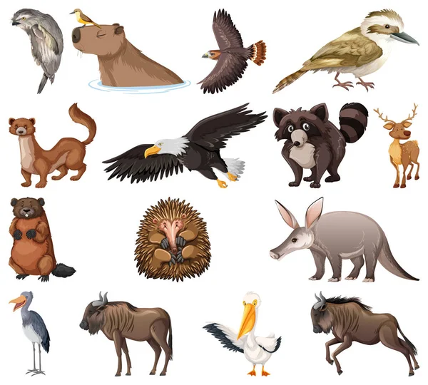 Różne Rodzaje Zwierząt Kolekcja Ilustracji — Wektor stockowy