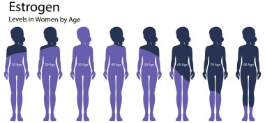 Estrogen levels in women by age illustration clipart