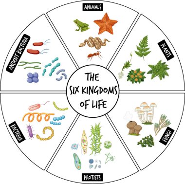 Hayat çiziminin altı krallığını gösteren diyagram