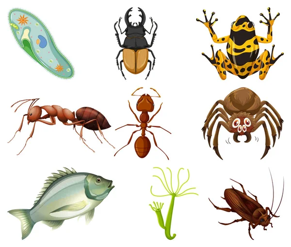 Different Kinds Insects Animals White Background Illustration — Stock Vector