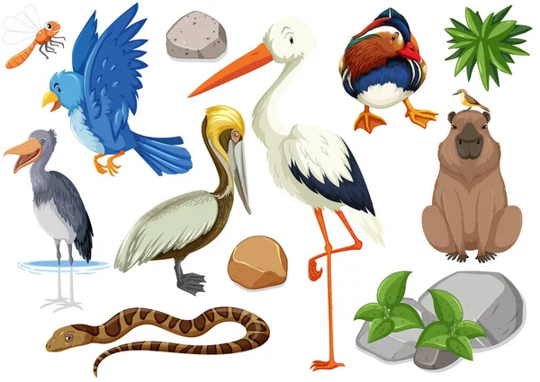 Διαφορετικά Είδη Άγριων Ζώων Εικονογράφηση Συλλογή — Διανυσματικό Αρχείο