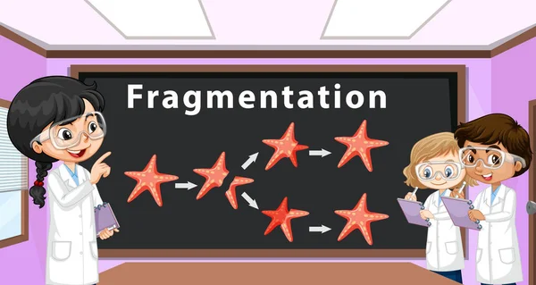 Fragmentation Reproduction Asexuée Avec Illustration Étoile Mer — Image vectorielle