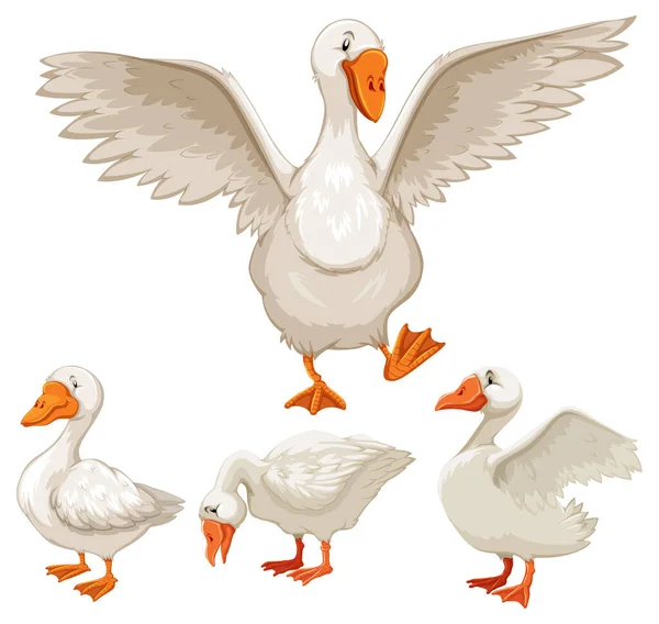 Set Von Weißen Enten Auf Weißem Hintergrund Illustration — Stockvektor