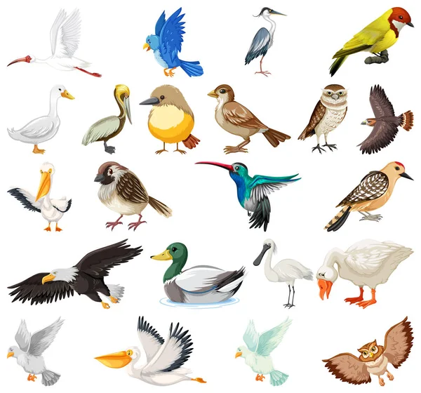 Diferentes Tipos Aves Coleção Ilustração — Vetor de Stock