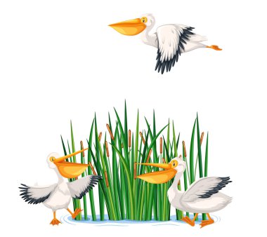 Avusturalya pelikan kuşları çizgi film stili resimleme