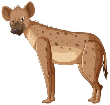 Sırtlan beyaz arkaplan resimlerinde izole edildi