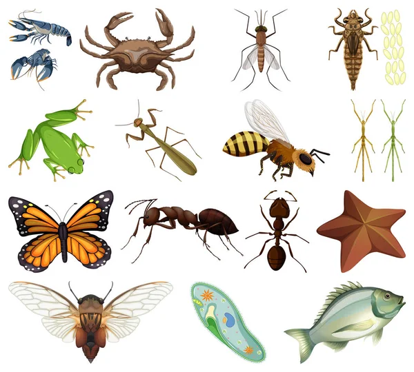 Différents Types Insectes Animaux Sur Fond Blanc Illustration — Image vectorielle