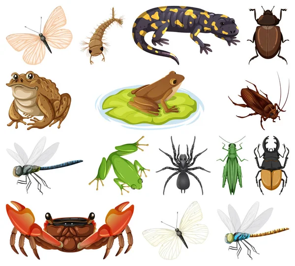 Diferentes Tipos Insectos Animales Ilustración — Vector de stock