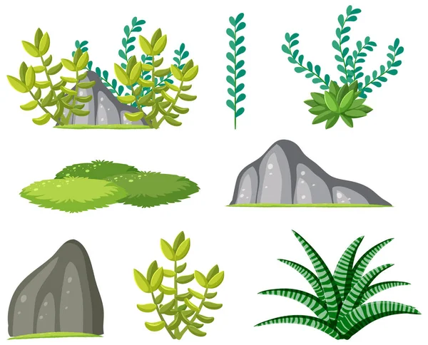 白色背景图上的一组肉质植物 — 图库矢量图片