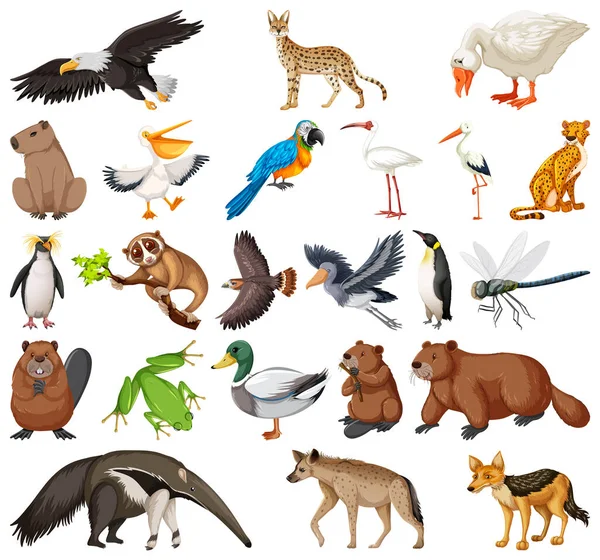 Διάφορα Είδη Ζώων Εικονογράφηση Συλλογή — Διανυσματικό Αρχείο