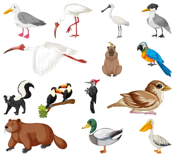 Different Kinds Animals Collection Illustration — Stock Vector