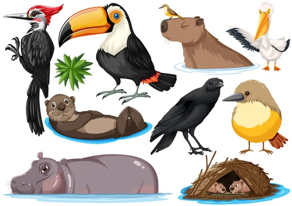 Diferentes Tipos Animales Salvajes Colección Ilustración — Vector de stock