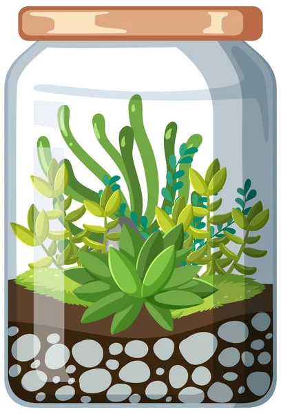 Carino Terrari Vetro Con Succulente Sfondo Bianco Illustrazione — Vettoriale Stock