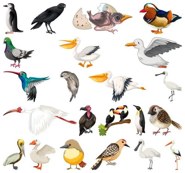 Diferentes Tipos Aves Coleção Ilustração —  Vetores de Stock