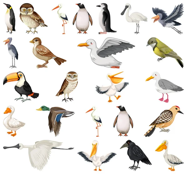 Différents Types Illustration Collection Oiseaux — Image vectorielle