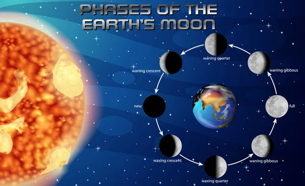 Fazele Lunii Pentru Ilustrarea Educației Științifice — Vector de stoc