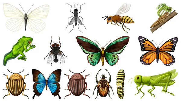 Colección Diferentes Insectos Aislados Sobre Fondo Blanco Ilustración — Vector de stock