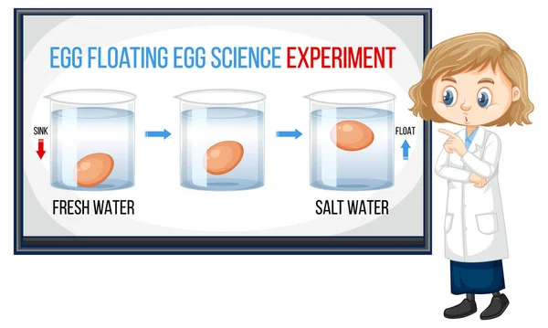 Menina Cientista Explicando Ovo Flutuante Ciência Experimento Ilustração — Vetor de Stock