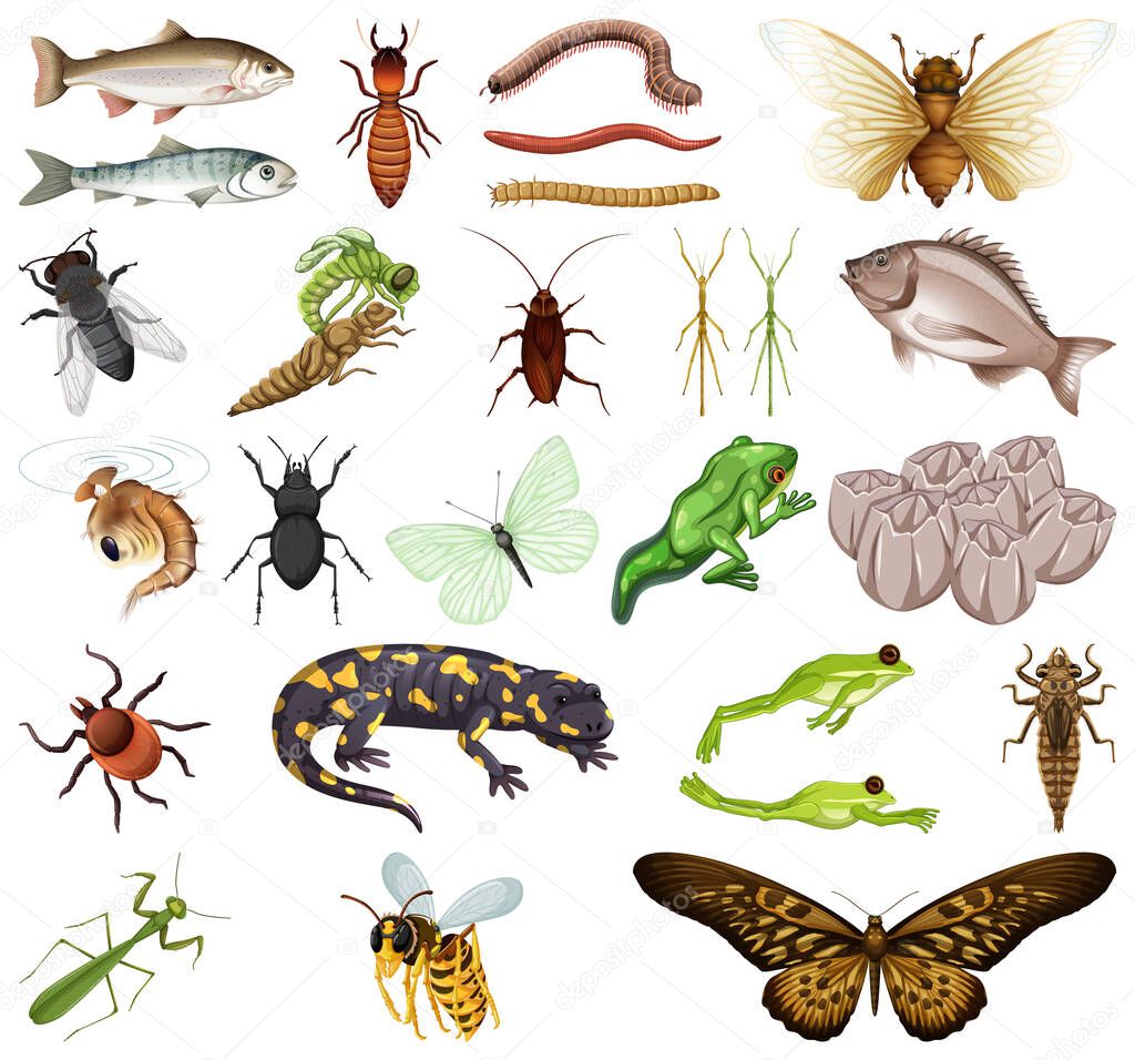Different kinds of insects and animals on white background illustration