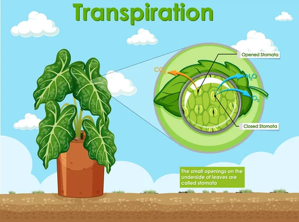 Grafik Zeigt Transpiration Der Pflanzenillustration — Stockvektor