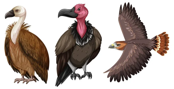 Set Hawk Vulture Cartoon Style Illustration — Stock Vector