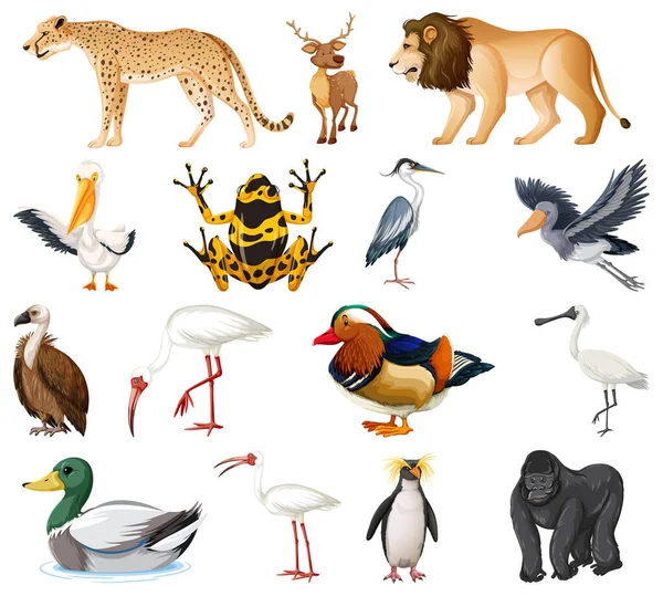 Différents Types Illustration Collection Animaux — Image vectorielle