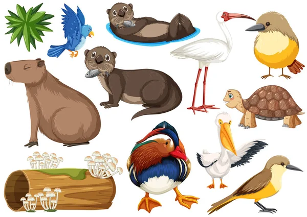 Verschillende Soorten Verzameling Van Wilde Dieren Illustratie — Stockvector